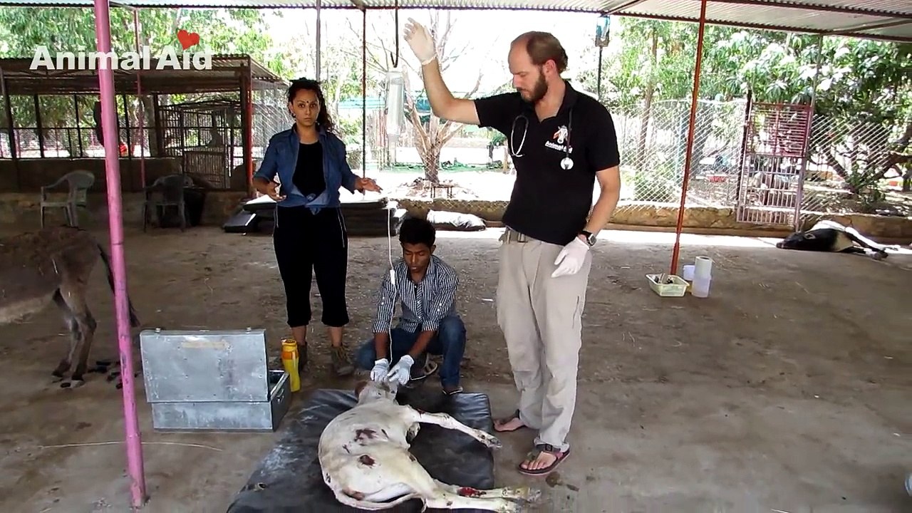 Recovery of baby calf dragged in hit-and-run