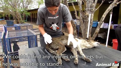 Rescue of an old street dog injured and unable to stand