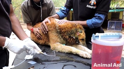 Rescue of an old street dog whose ear was torn to shreds – beautiful recovery