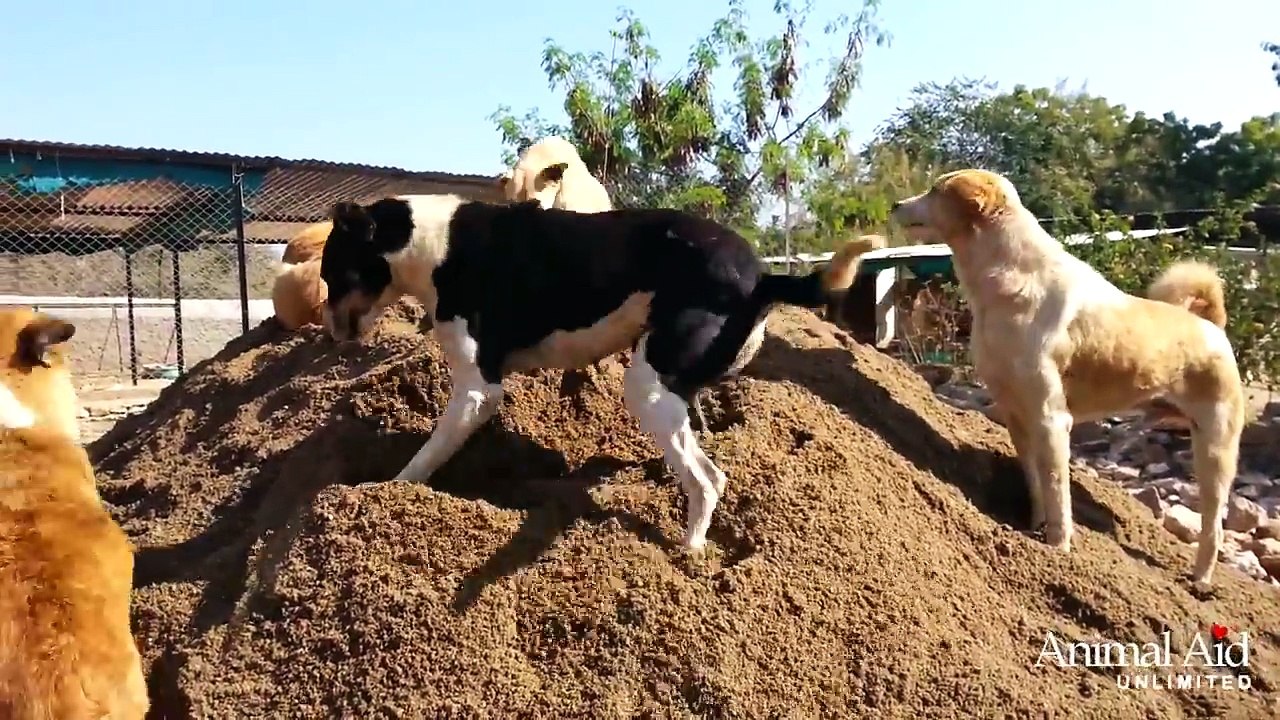 Shelter dogs LOVE sand!