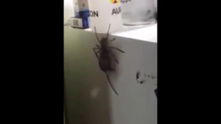 Massive huntsman spider carries a mouse
