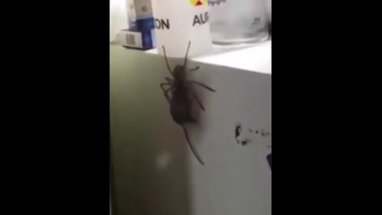 Massive huntsman spider carries a mouse