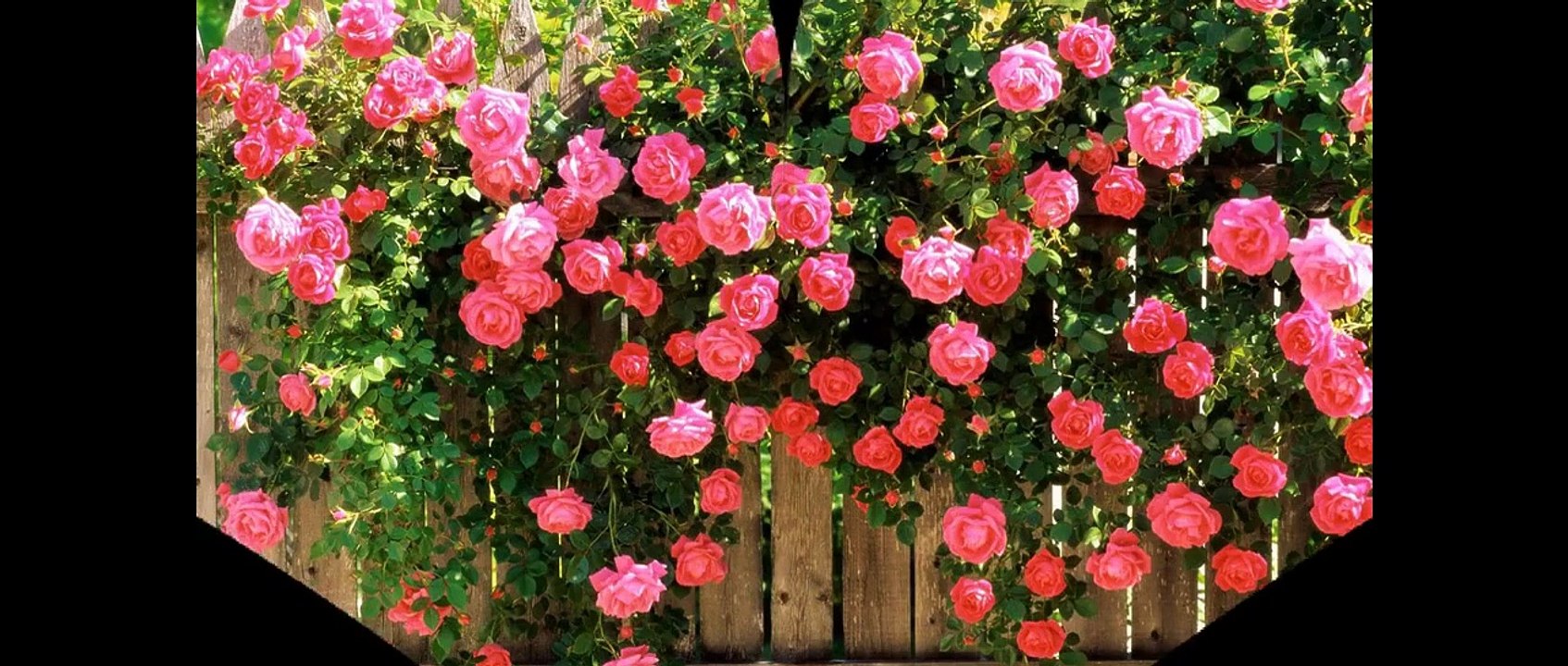 Action Movies ✫ English HD | JET LI Best Action Jet Li Action Movies