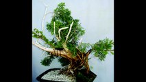 California Juniper Bonsai Care and Creation