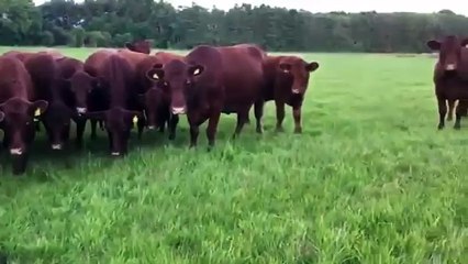 Cows investigating intensifies