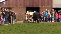 Après 6 mois d'enfermement, ces vaches voient enfin la lumière du jour