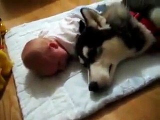 Dog vs Baby Funny WhatsApp Videos
