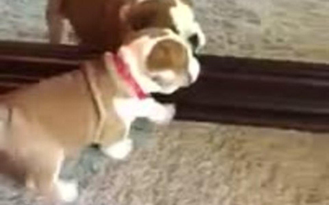 Puppy thoroughly confused by reflection in mirror