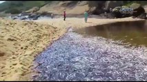 Peixes aparecem mortos no Rio Jucu