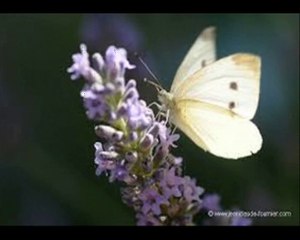 Chanson QUE FAIS-TU CE SOIR APRES DINER