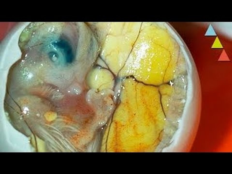 As 10 comidas mais estranhas do mundo