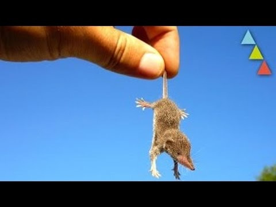 10 animais que consomem drogas