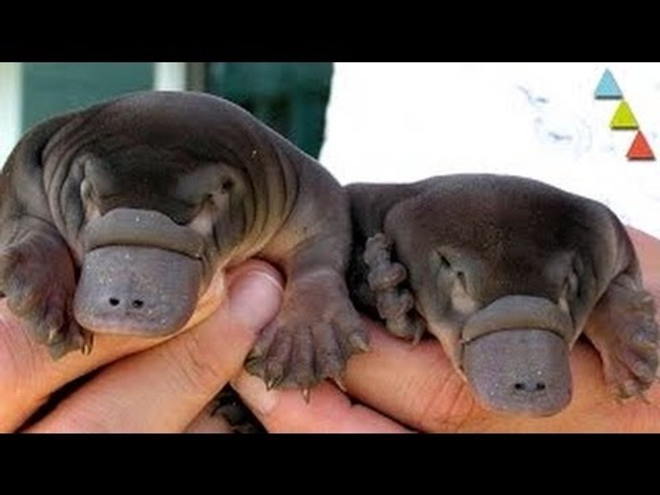 10 animais fofinhos que te podem matar