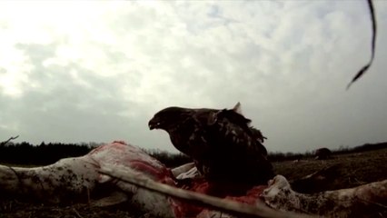 Gradske ptice - Hranilišta za grabljivice