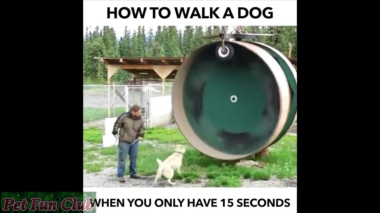 Funny Animals so cute  and outrageous actions