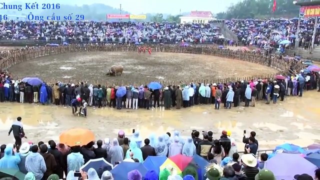 BUFFALO FIGHTING FESTIVAL | Most Amazing Wild Animals Attacks | Funny videos funny animals