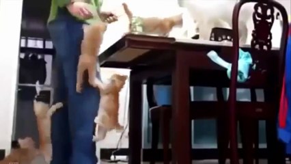 Funny Animals - Funny Cats Compilation Hot 2016