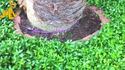 Animals never fail to make us laugh - Super funny animal compilation ( Part 2 )