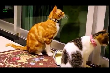 Funny animals clean funny animals kids