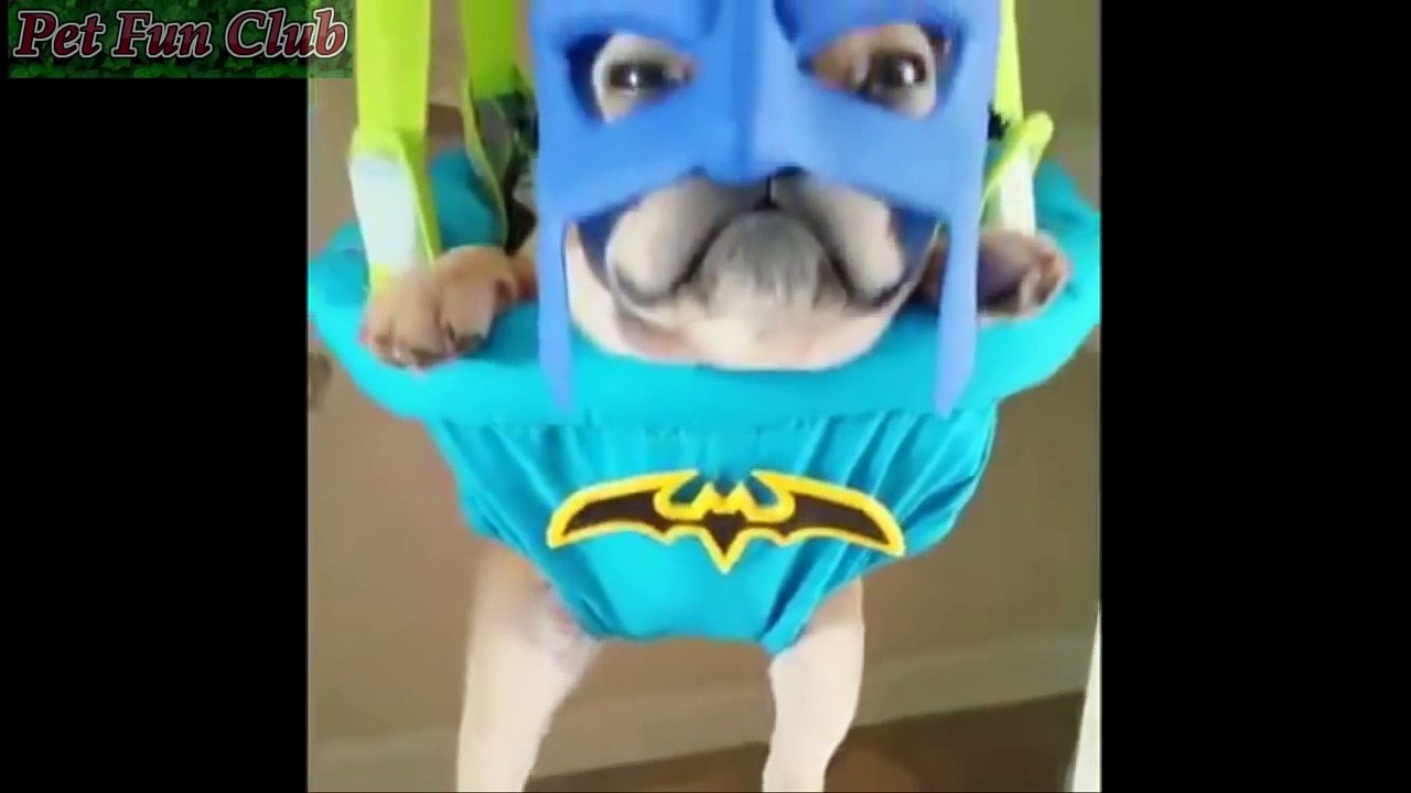 New  The Funny moments of animals Laugh 2016