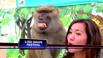 ☀BEST BLOOPERS VIDEOS ★ BEST FUNNY ANIMALS NEWS BLOOPERS ¦ Funny Videos ¦ News BE Funny Videos 2016