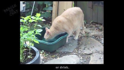 Animals making funny sounds and noises ! Funny animal compilation ( part 3 )