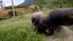 BUFFALO FIGHTING FESTIVAL | Most Amazing Wild Animals Attacks | Funny videos funny animals #3