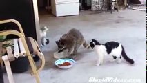 Most Funny Animals Racoon vs Cat fighting over food lol HD low