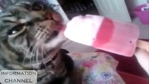 Hilarious Dog, Cat, Animal delectable to licking glass  Funny Animals compilation 2016 vol 2