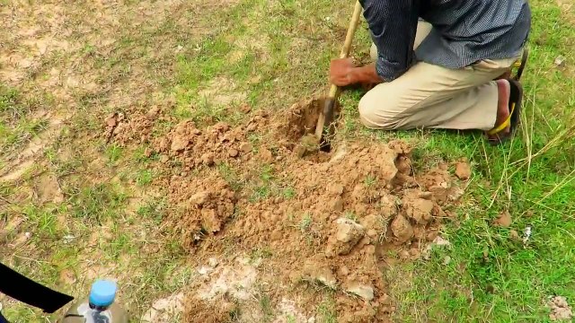 Cambodian curly tailed lizard 2016 Wild animals Curly Tailed Lizard Funny Videos Viral