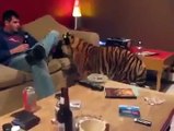 Animals   Pet Tiger   Funny video   YouTube 360p