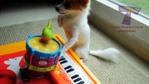 Funny animals playing instruments   Cute and funny animal compilation