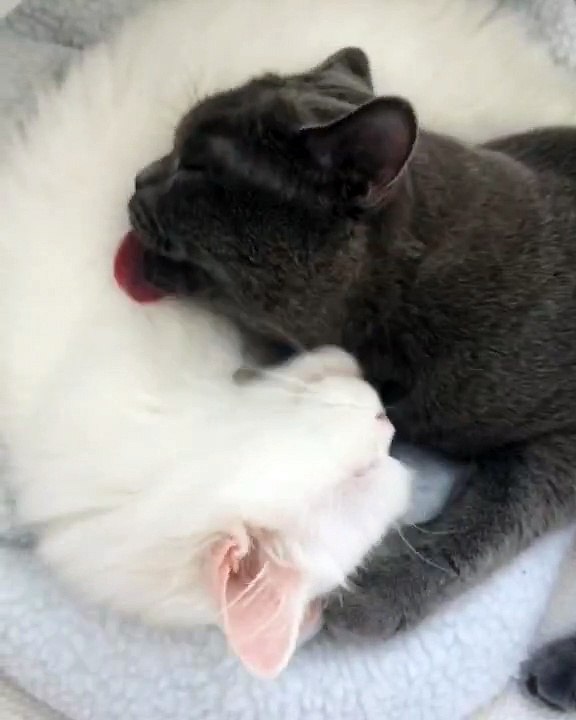 Ying and Yang in love