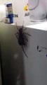 Une grosse araignée avec une souris dans la gueule