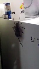 No creerás el tamaño y fuerza de esta súper araña
