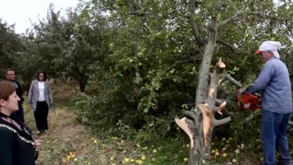 Çivril'de Çiftçiler Elma Ağaçlarını Kesti