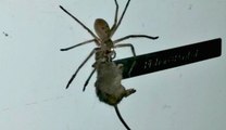 La vidéo de cette araignée géante transportant une souris fait frissonner Internet