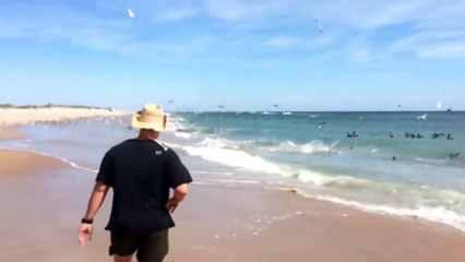 North Carolina Shark Frenzy | SharkFest