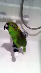 Попугай поёт советские песни! Умора)))