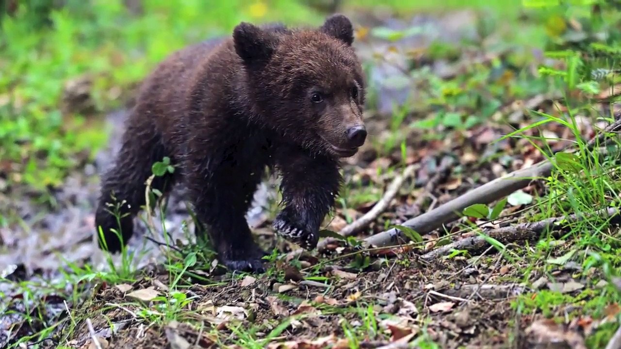 How the Conservation Fund is Protecting America’s Working Forests | America's Charities