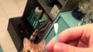 My Cats are Obsessed with Q-Tips!