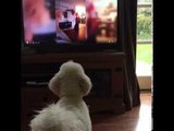 Lively Dog Has Intense Reaction to TV Cat