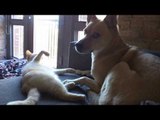 Courageous Cat Tests Patience of Noble Dog