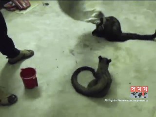 নড়াইলে বন্য প্রাণী শিকারের দায়ে ৬ জনকে জরিমানা
