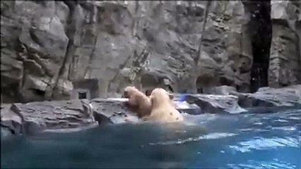 naturaleza oso polar (amor de madre)