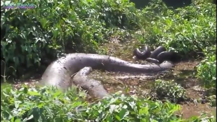 Giant man-eating snake