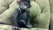 new funny and very crazy monkey WhatsApp Video try not to laugh chellenge