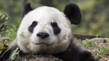 Top 10 Endangered Animal Species In Asia
