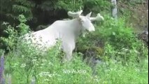 Un renne complètement blanc et albinos filmé au Canada!