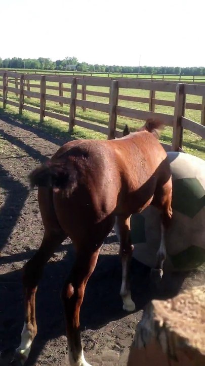 Ce jeune cheval maîtrise mieux la balle que Ribery!